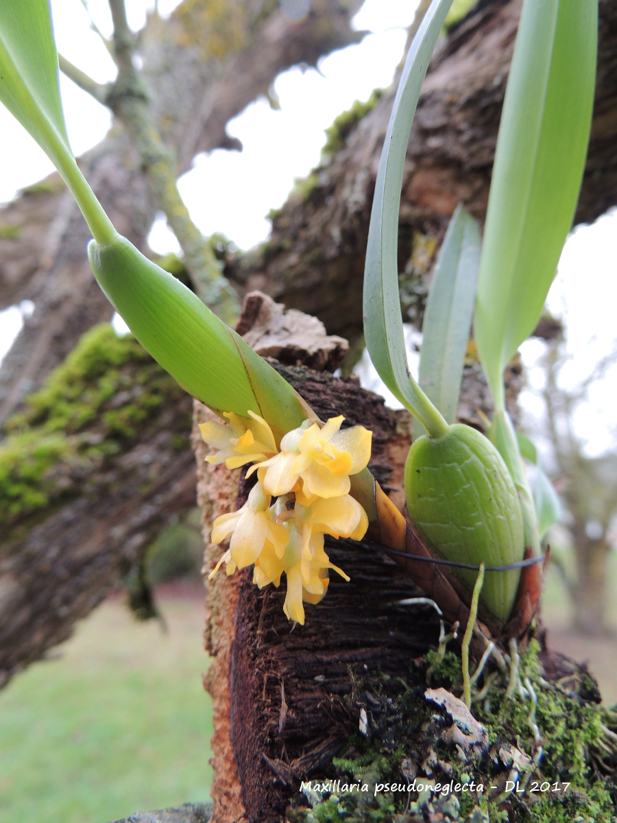 Maxillaria pseudoneglecta Maxillaria- pseudoneglecta - 2017-2